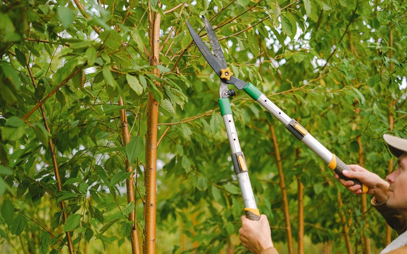 Tree trimming in Tavares, FL